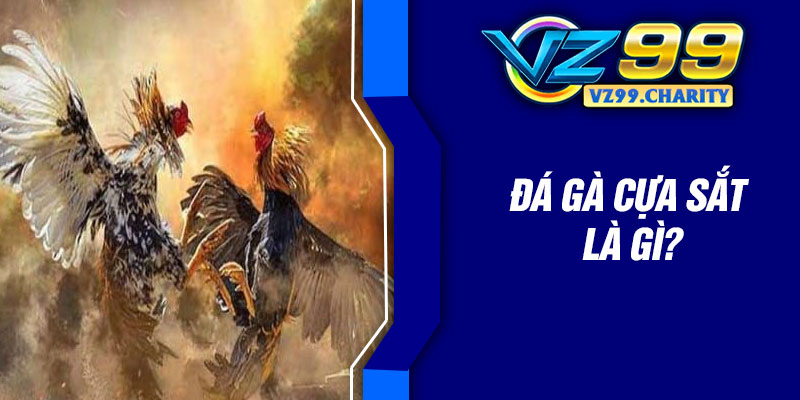 Đá gà cựa sắt là gì?